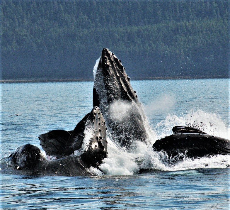 City Salon: In the Heart of Our Sea, Whales in Southeast Alaska, Past and Present October 29