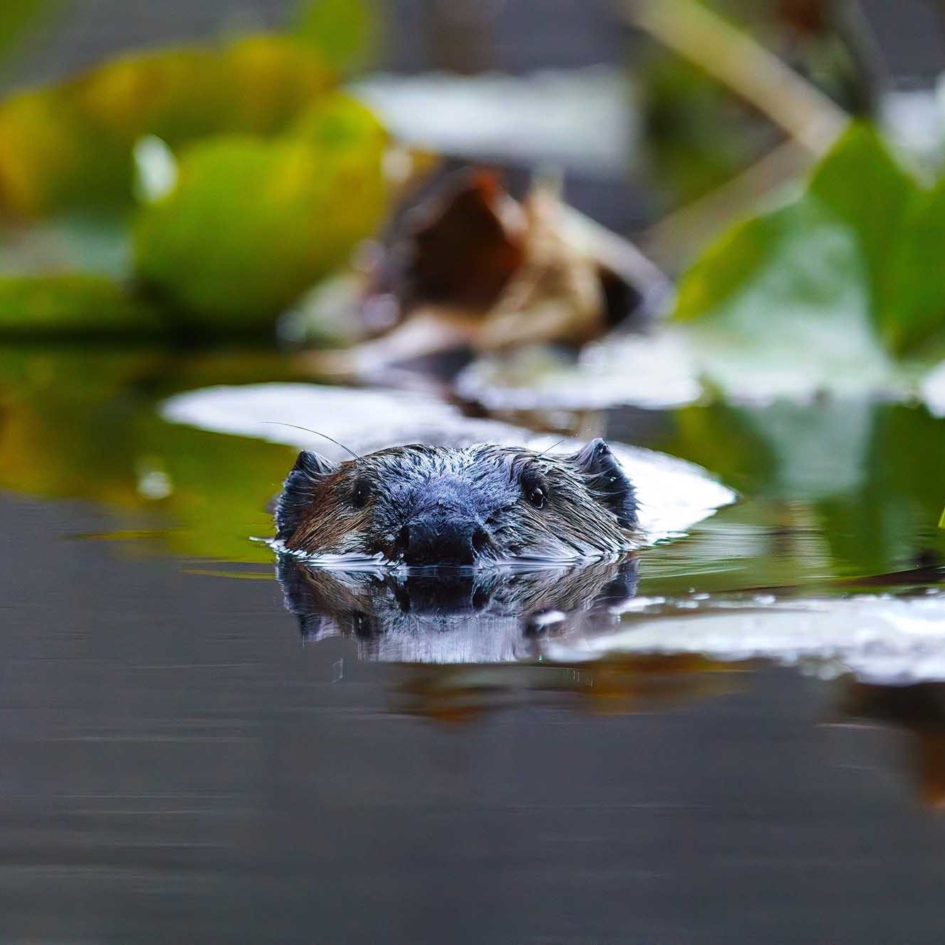 On Beaver Pond: A Photo Exhibit by Damon Stuebner, Dec. 27th, 2025 – Feb. 21st. 2026