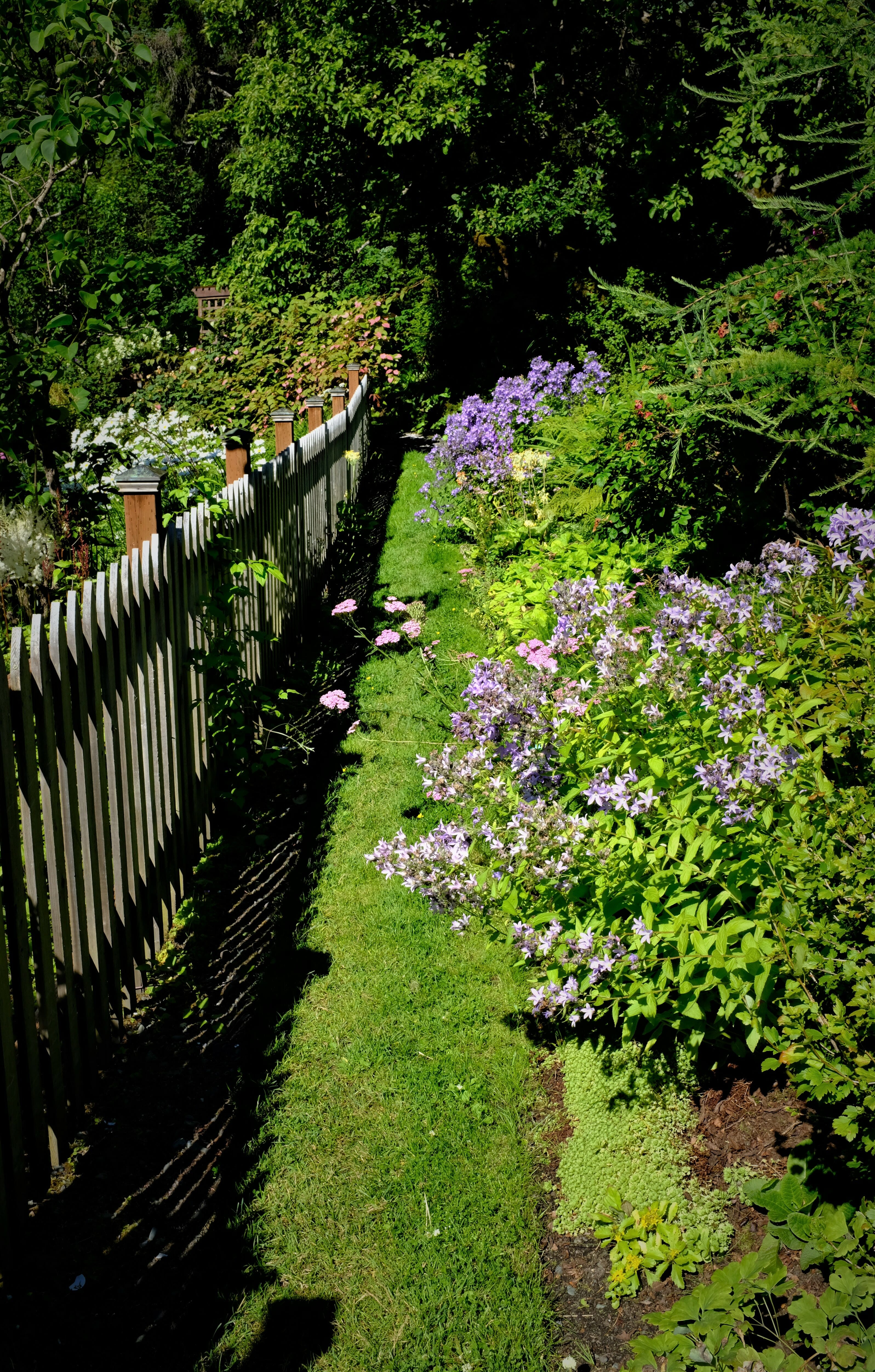 Fence with spring blooms at the arboretum.