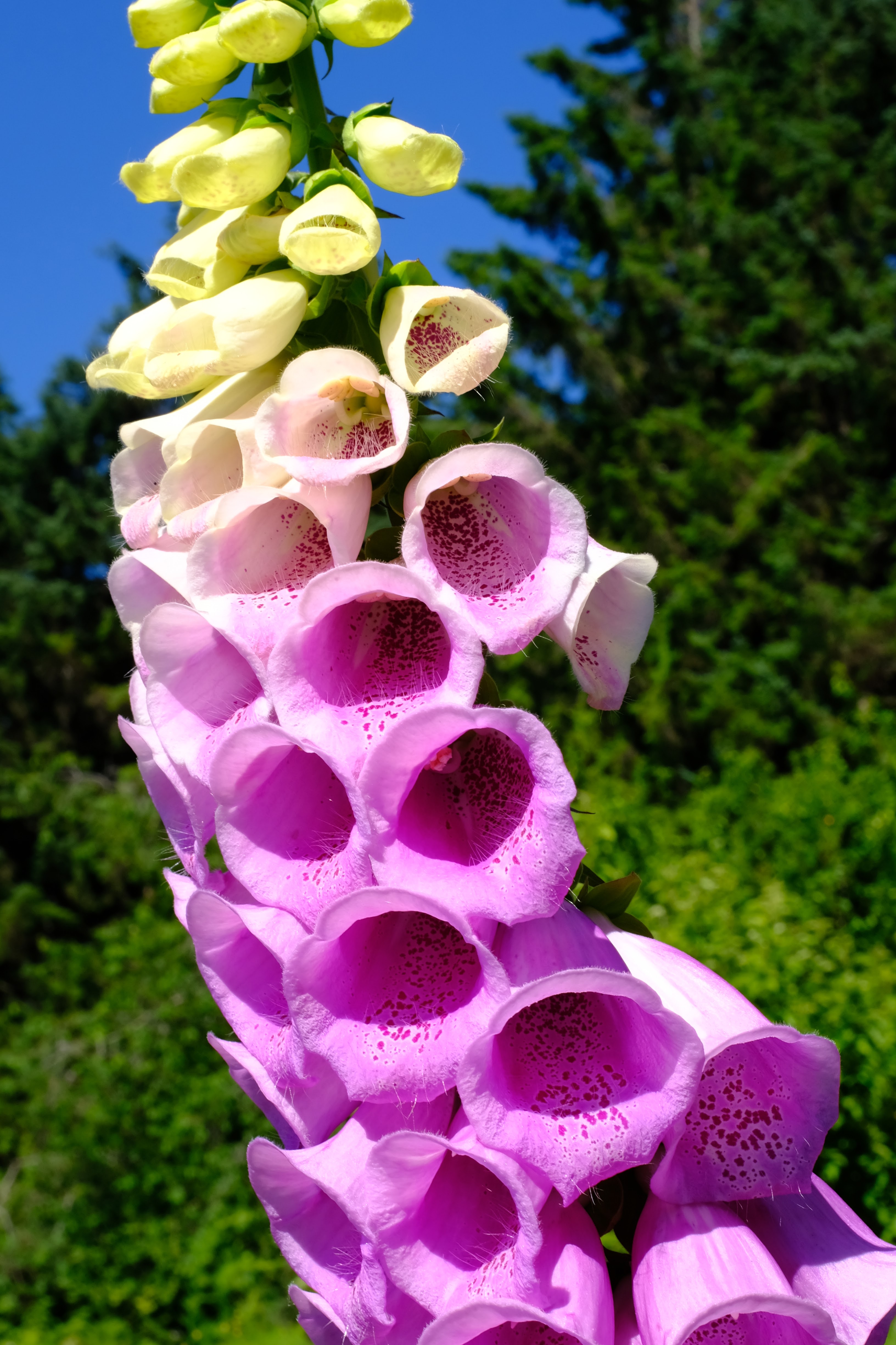 Close up of fuscia-colored flowers at the arboretum.