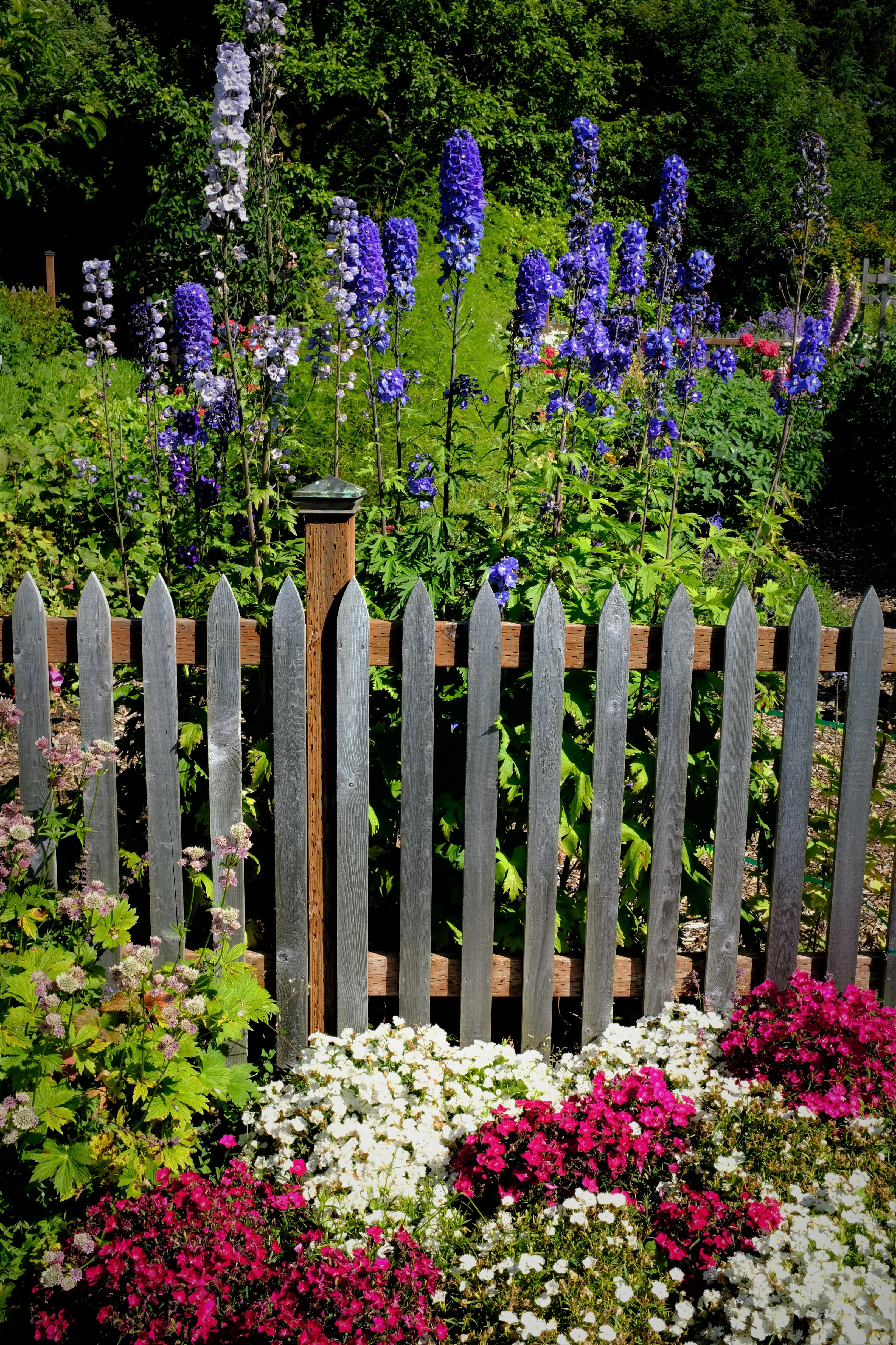 Close up of weather fence framed by vibrant flowers at the arboretum.