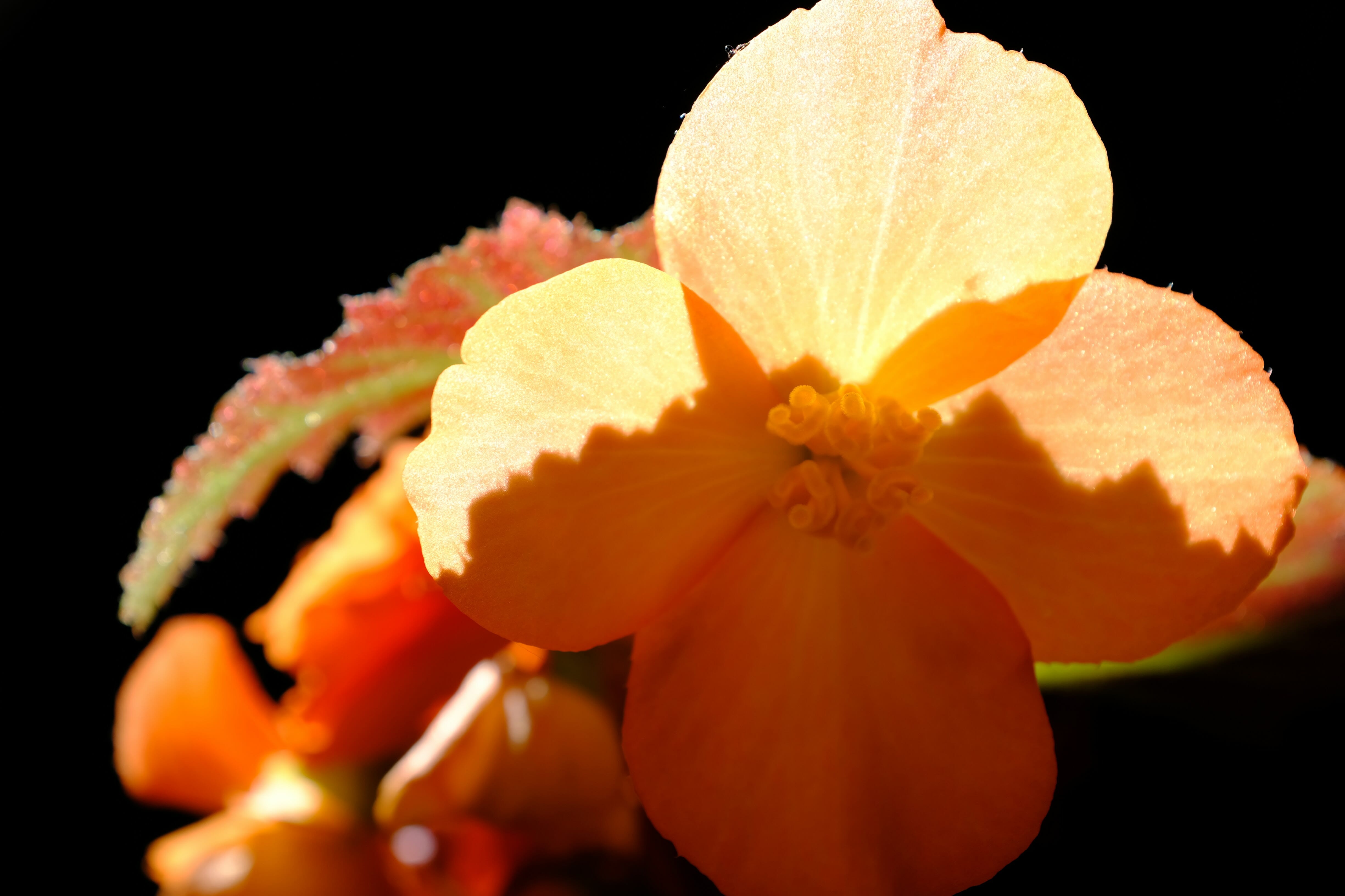 Sun highlighting an orange flower - Arboretum