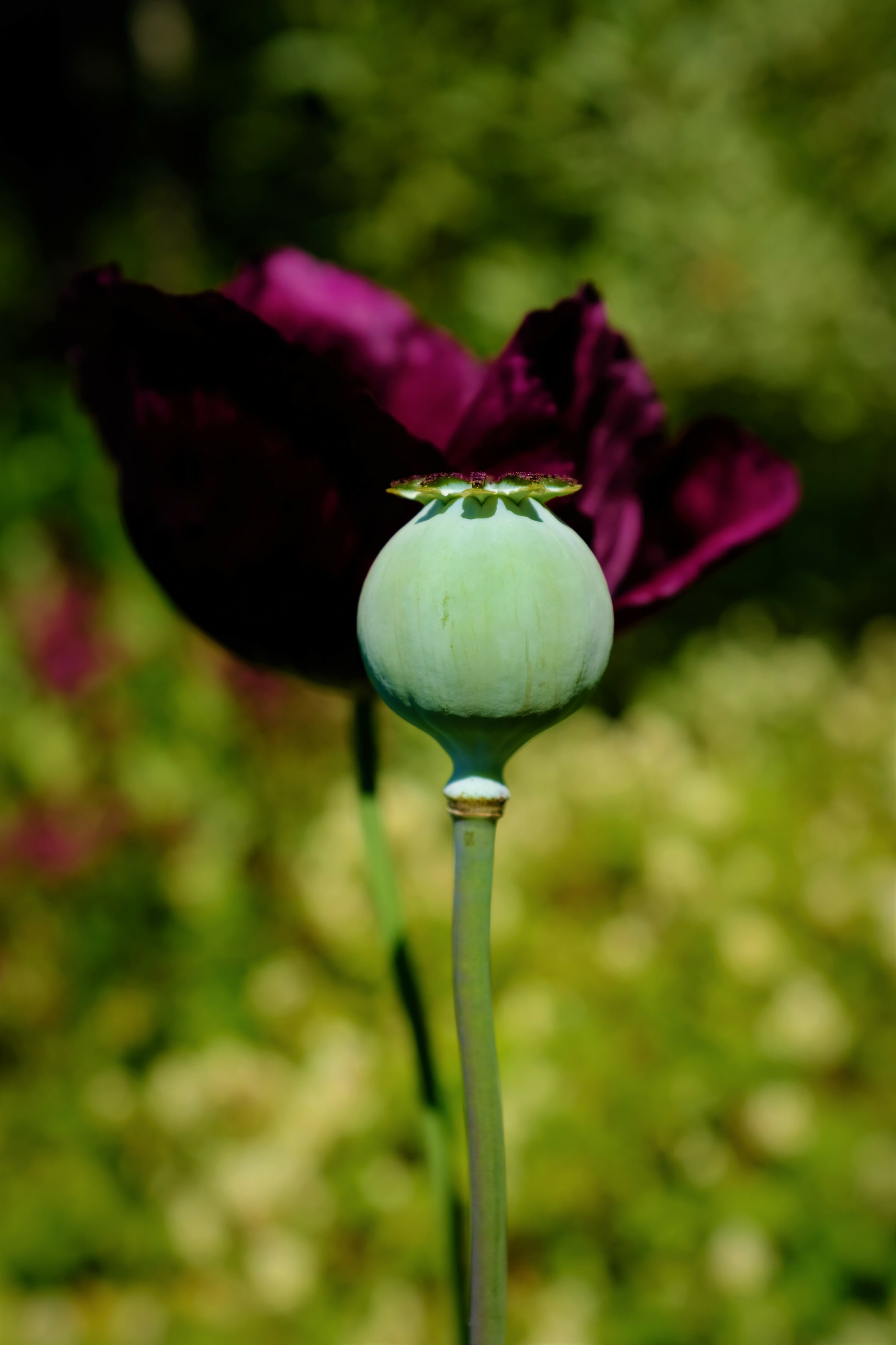 Close up of poppy bud - Arboretum