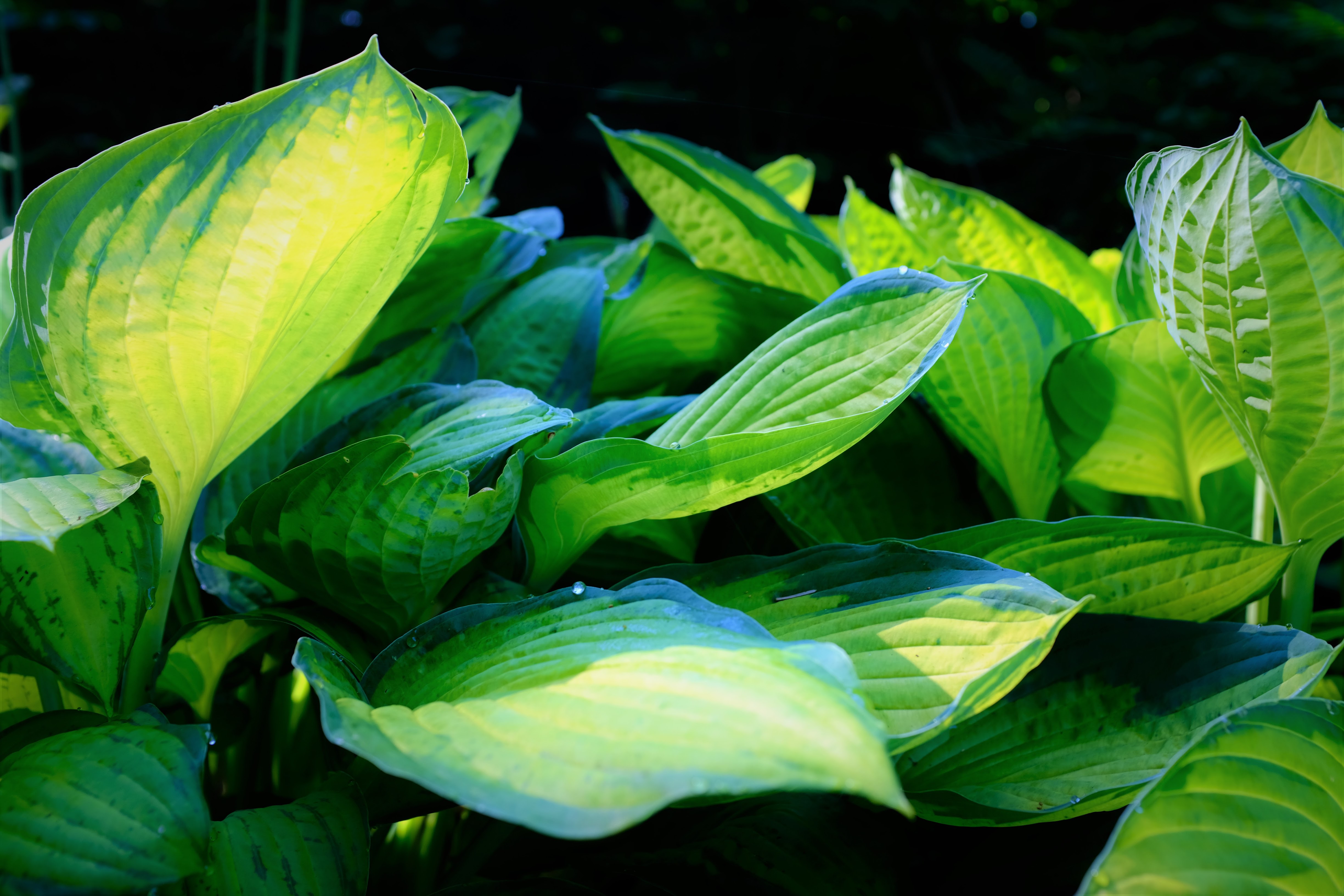 Close up of Hosta leaves - Arboretum