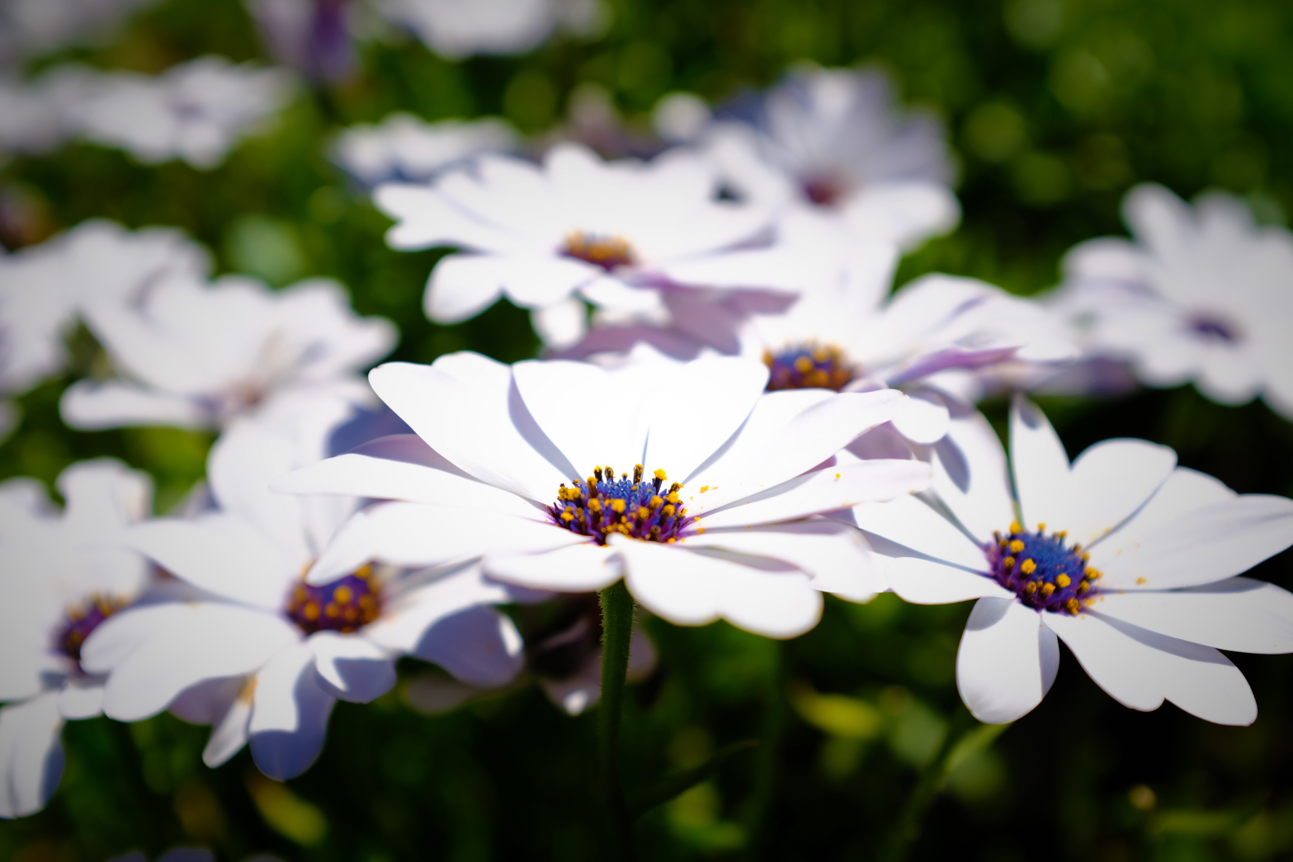 White flowers with blue and yellow centers - Arboretum