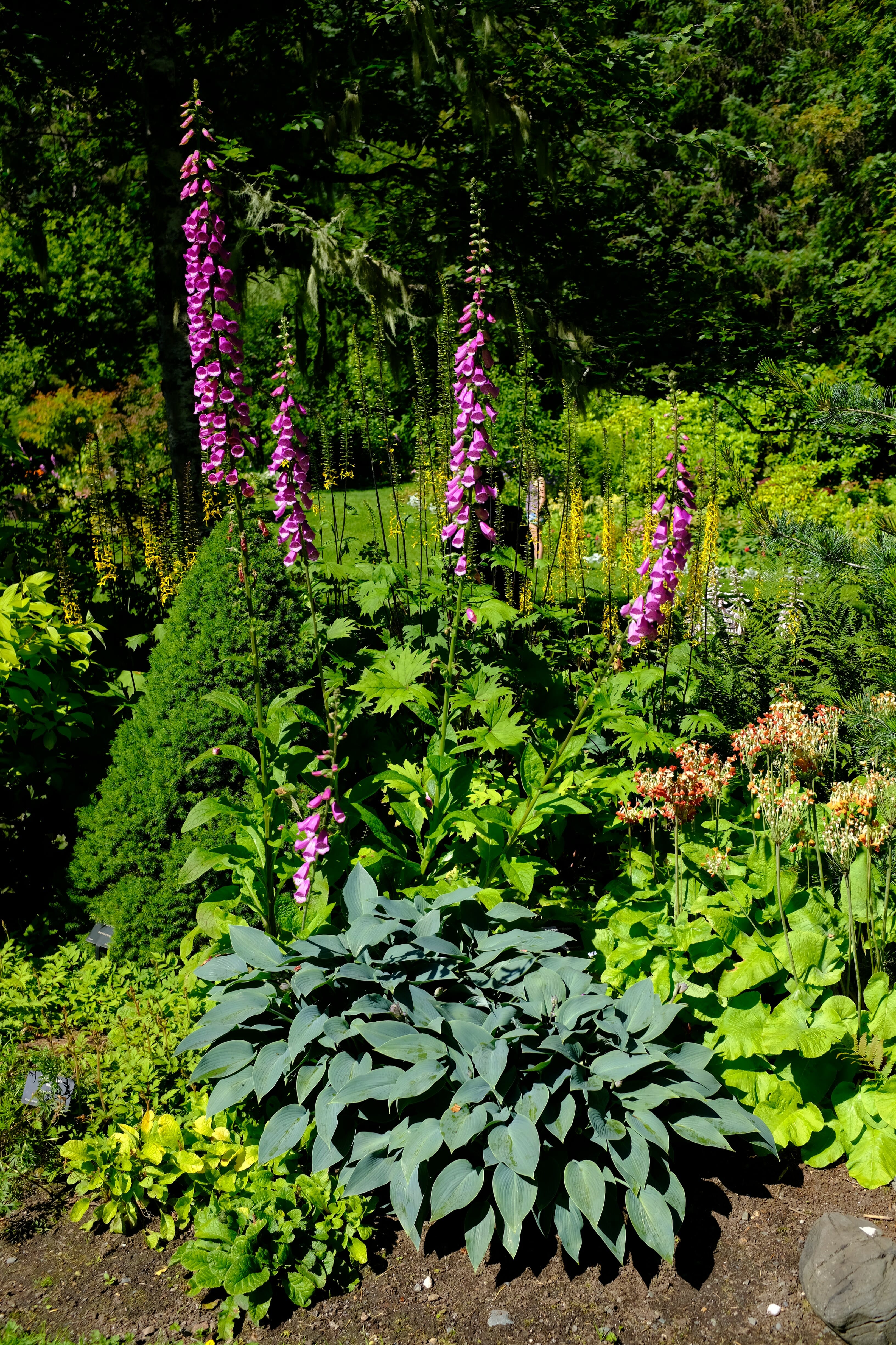 Diverse plants in flower bed - Arboretum