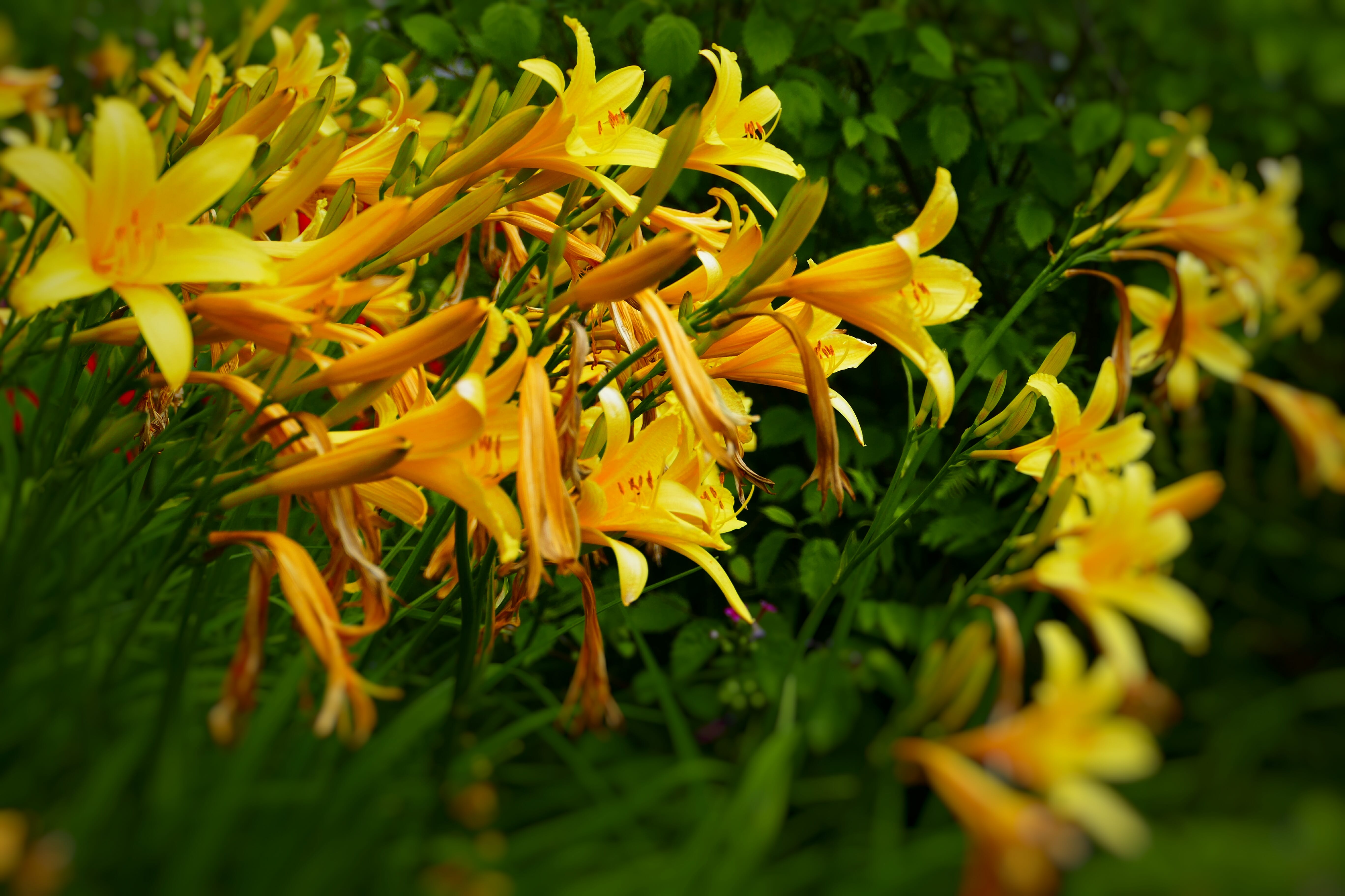 Yellow blossoms - Arboretum