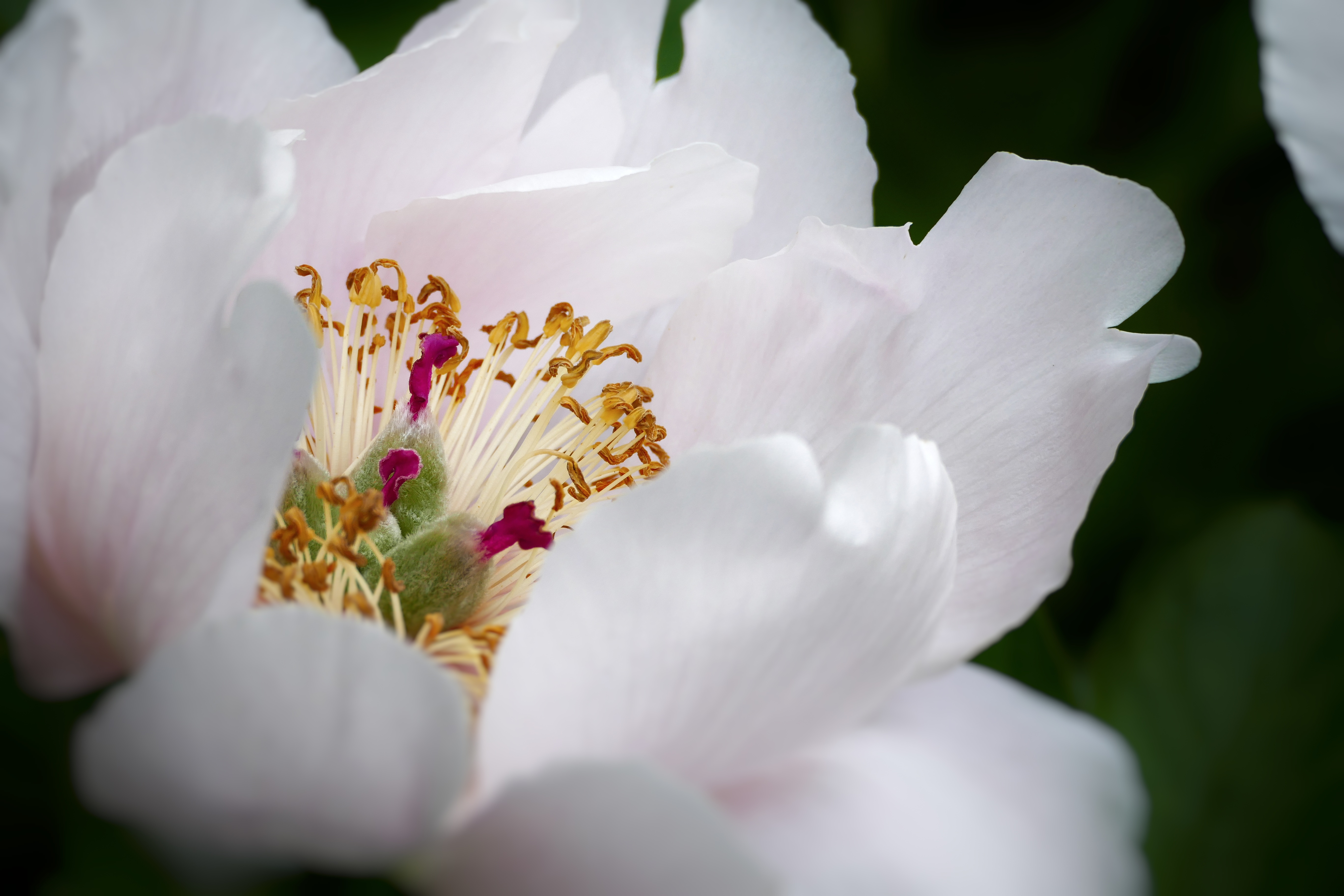 Macro shot of center of white flower - Arboretum