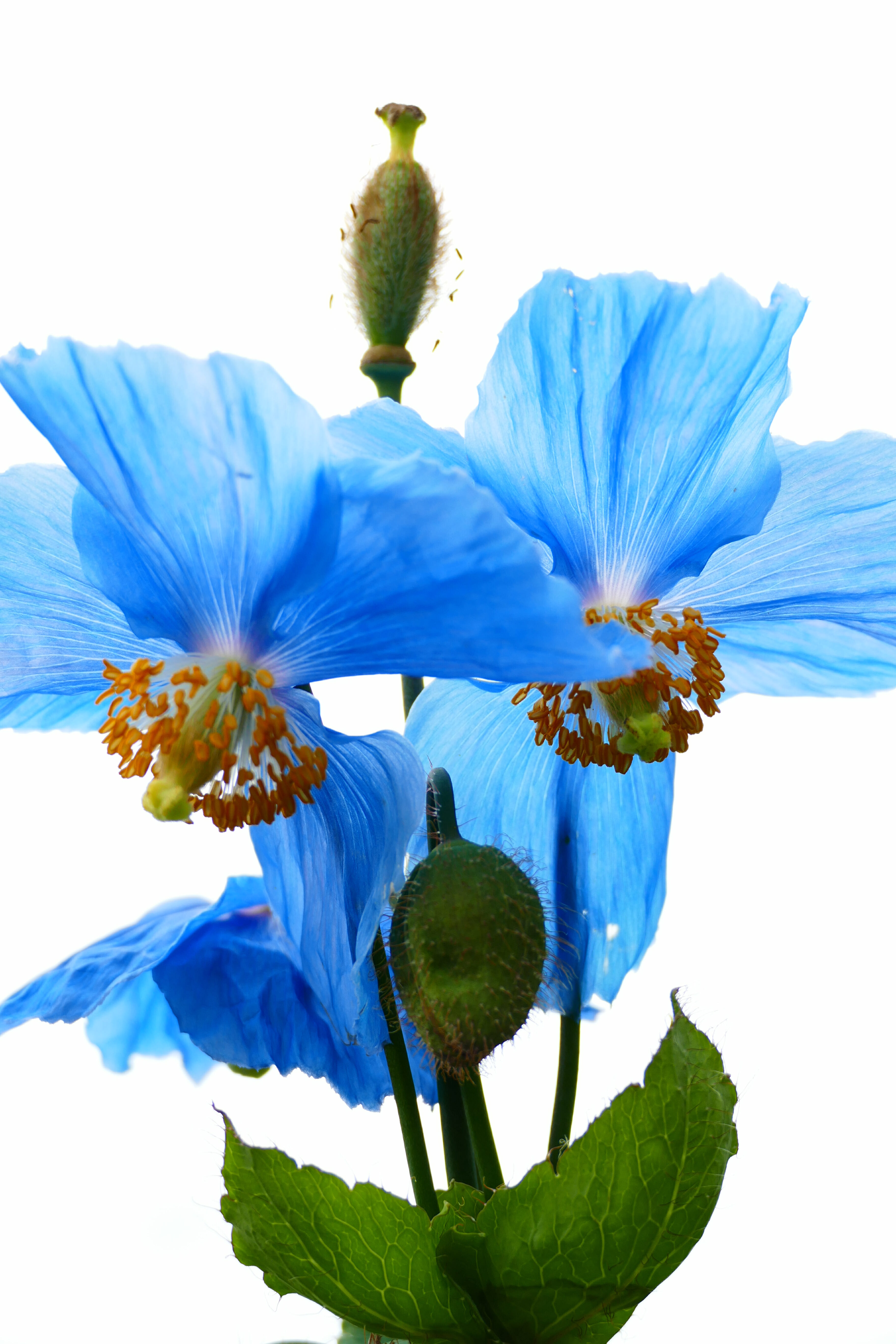 Blue flowers framed by white sky - Arboretum