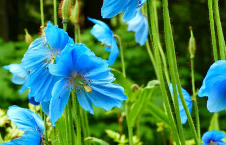 Blue flowers - Arboretum