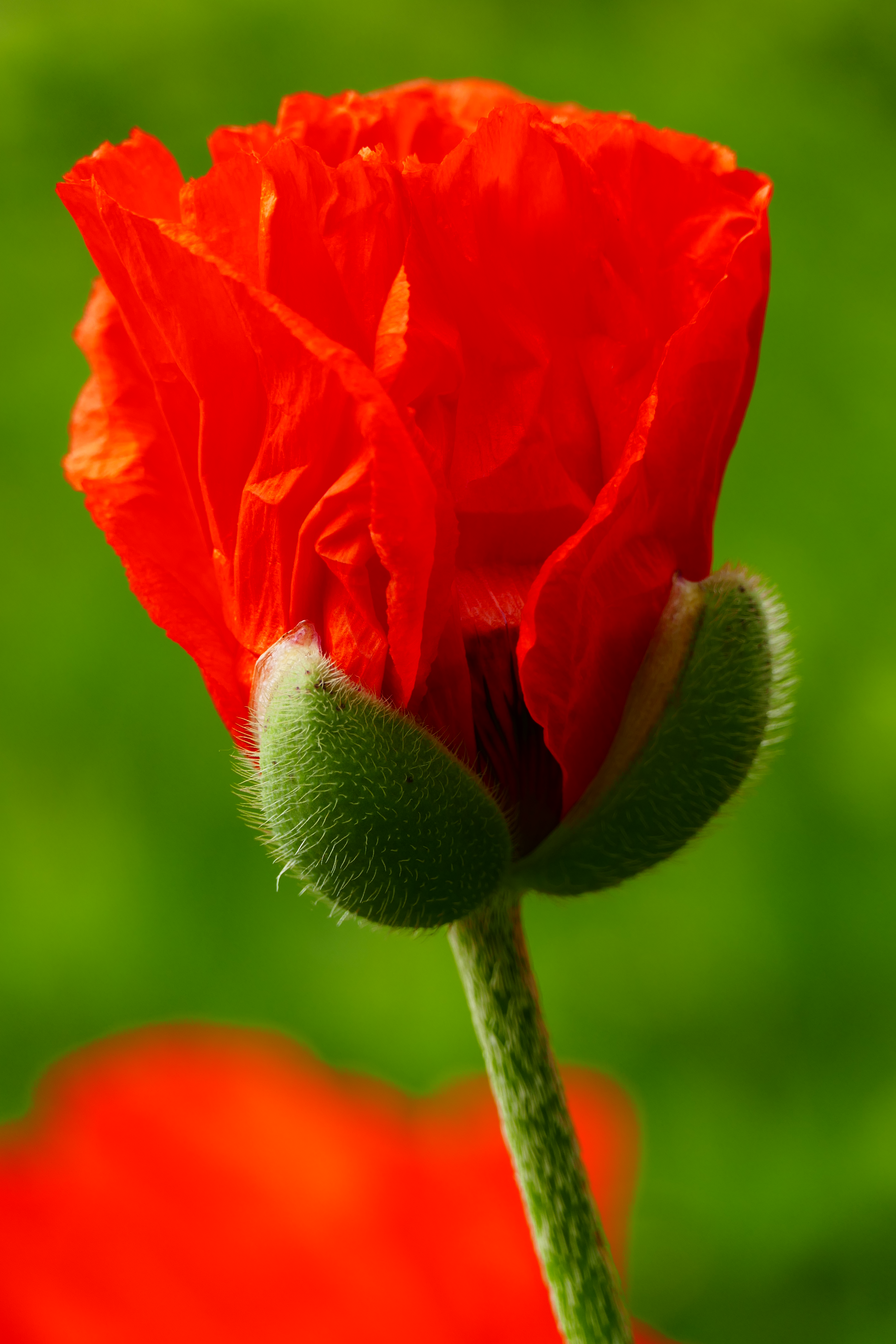 Extreme close up of red poppy emerging from bud - Arboretum