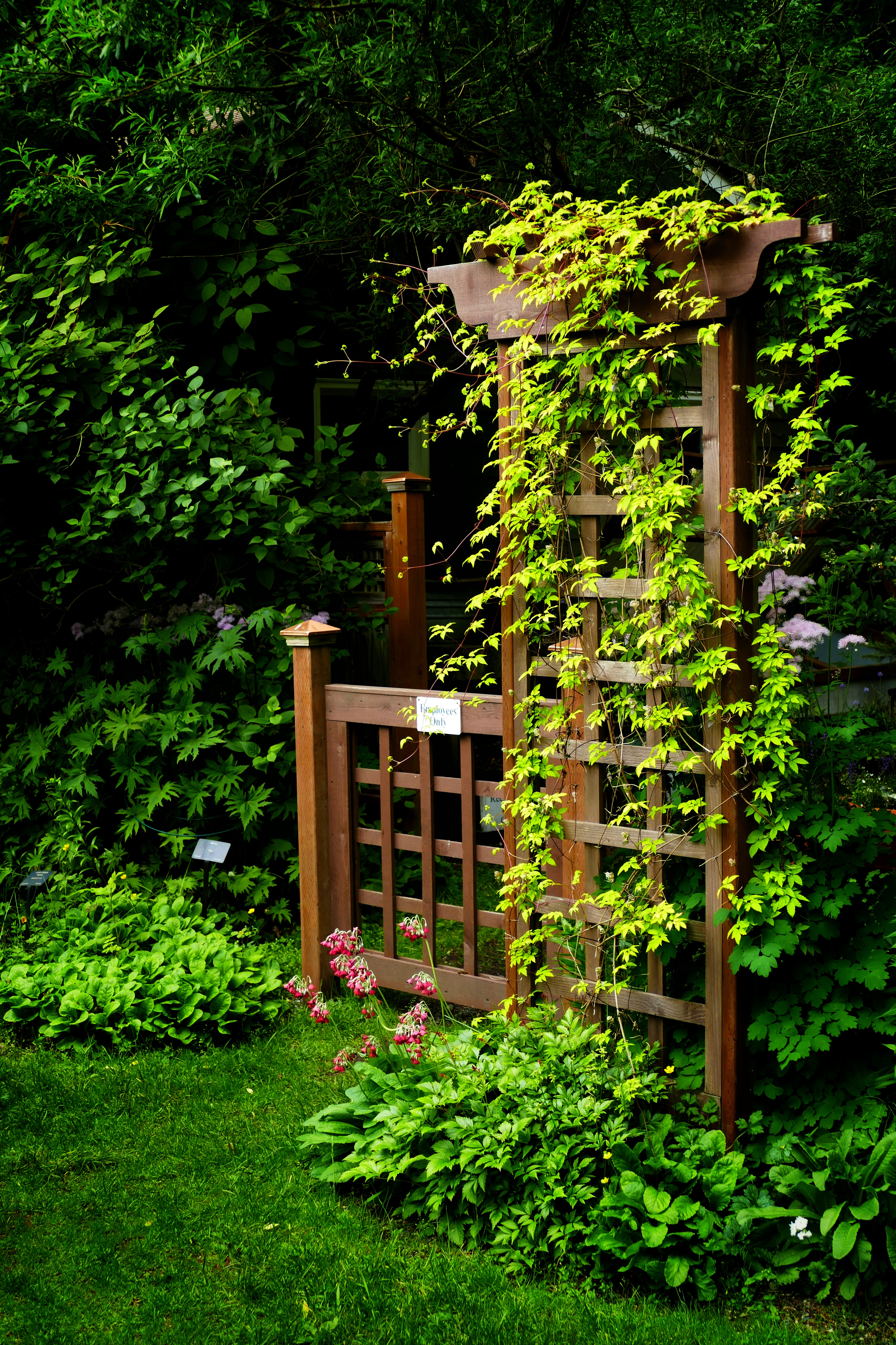 Vine-covered trellis - Arboretum