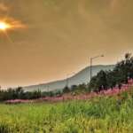 This is an image of a hazy sky with the sun poking through. Fireweed is in the foreground.