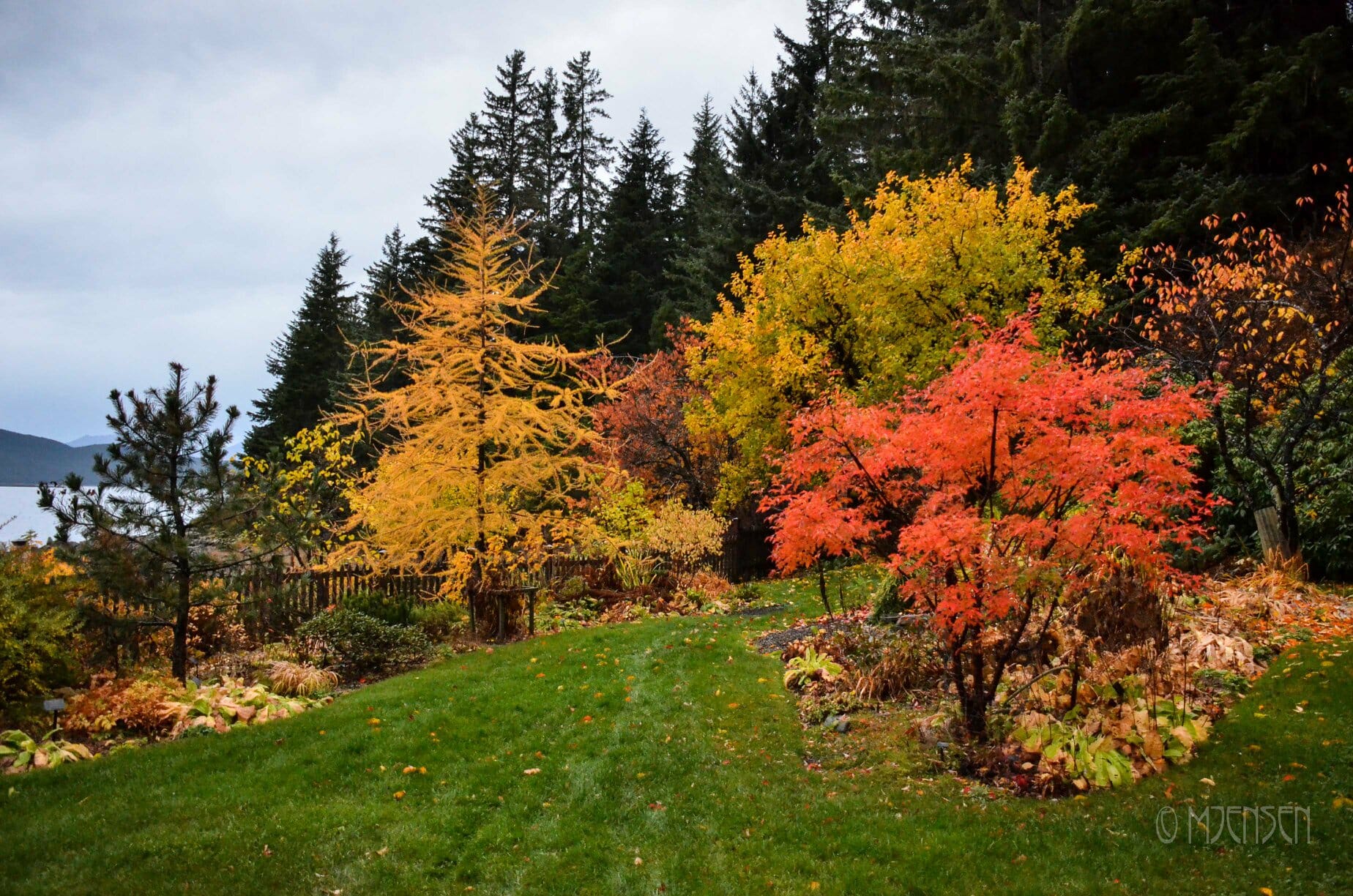 Fall leaves on the trees at the Jensen-Olson Arboretum