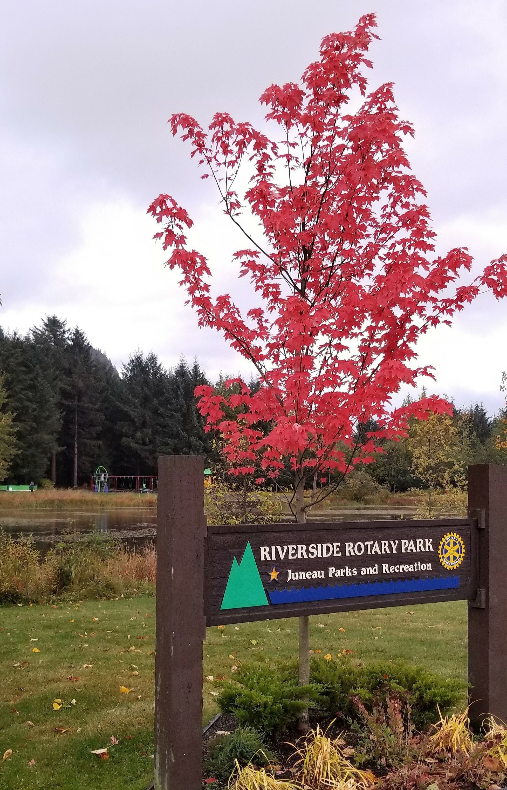 Riverside Rotary Park sign with a red leafed tree.