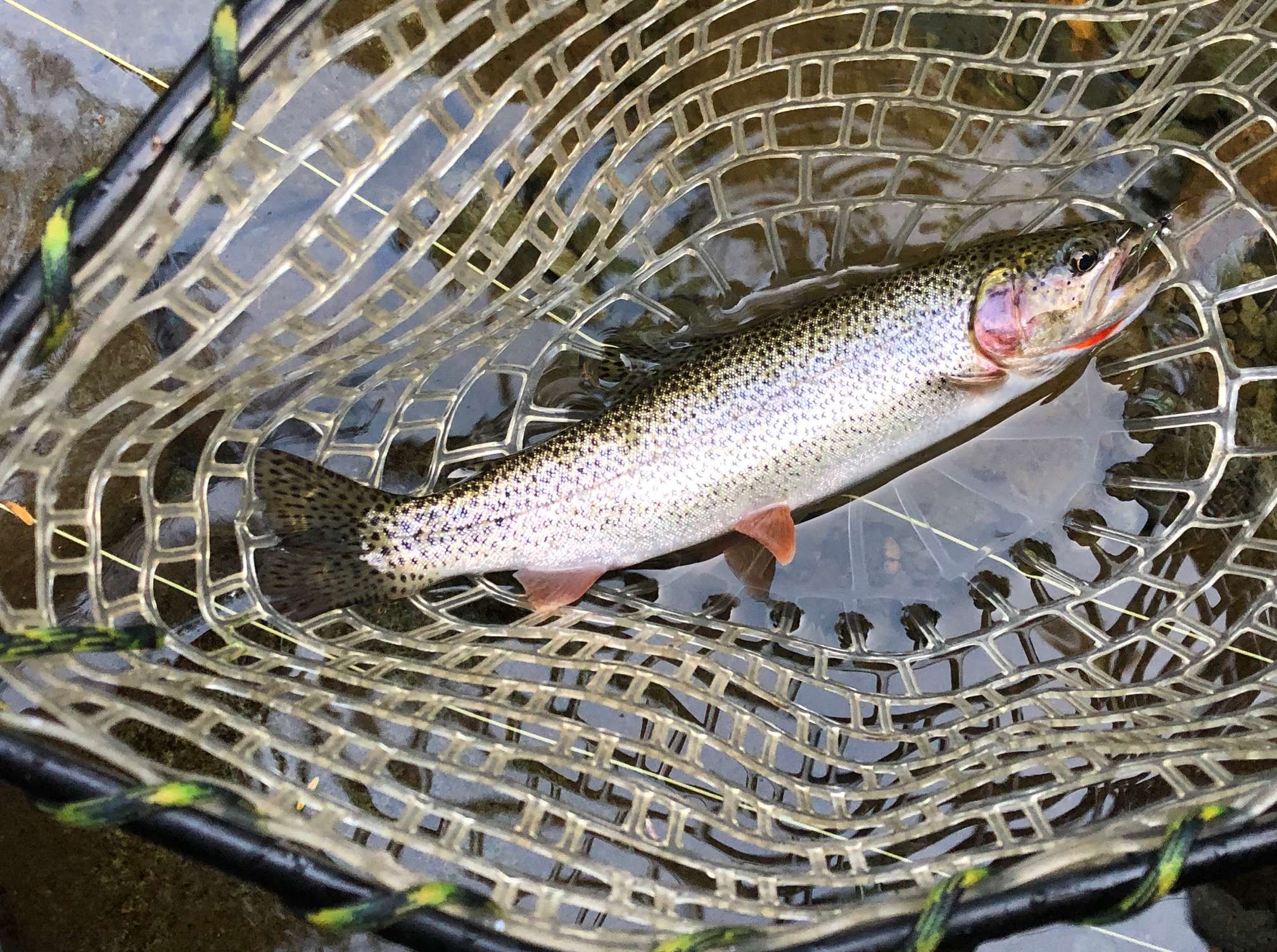A fish in a net caught at Fish Creek.
