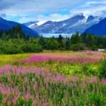 This image shows the glacier in the background and a field of fireweed in the foreground.