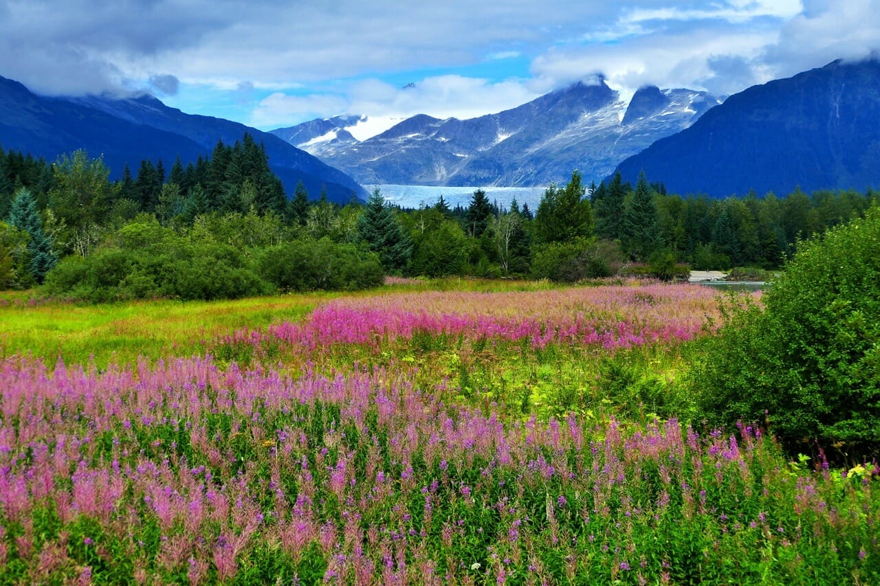 This image shows the glacier in the background and a field of fireweed in the foreground.