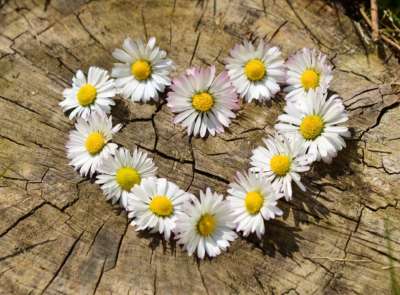 Heart-shaped wreath of daisies