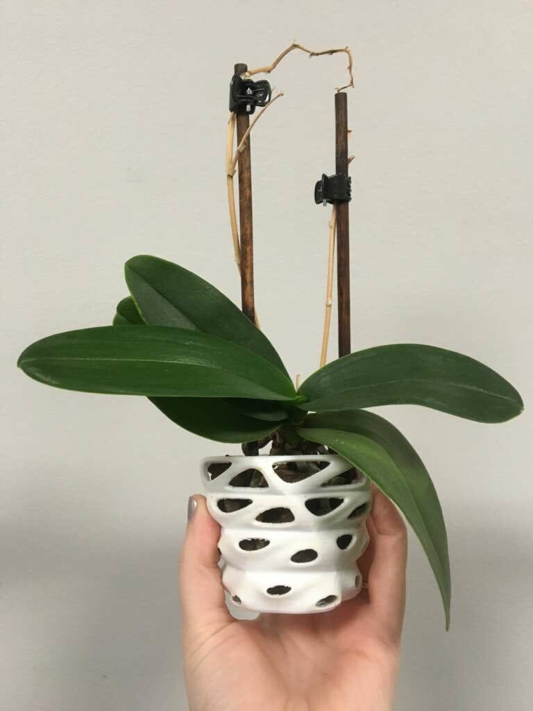 A dwarf Phalaenopsis orchid planted in a 3D printed white plastic pot with ventilation holes.