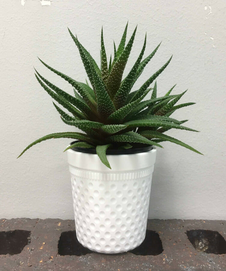 A Haworthiopsis attenuata, planted in a white plastic pot shaped like a thimble.