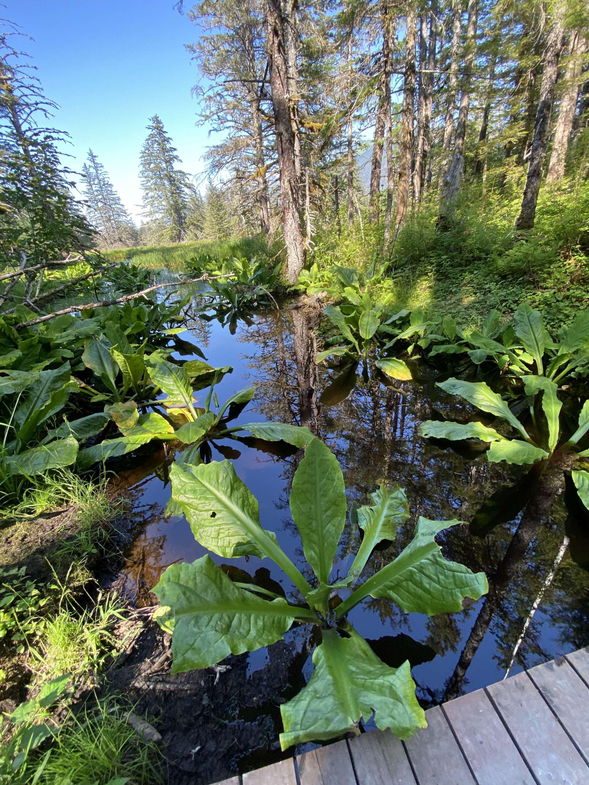Skunk cabbage growing in the water next to a boardwalk.