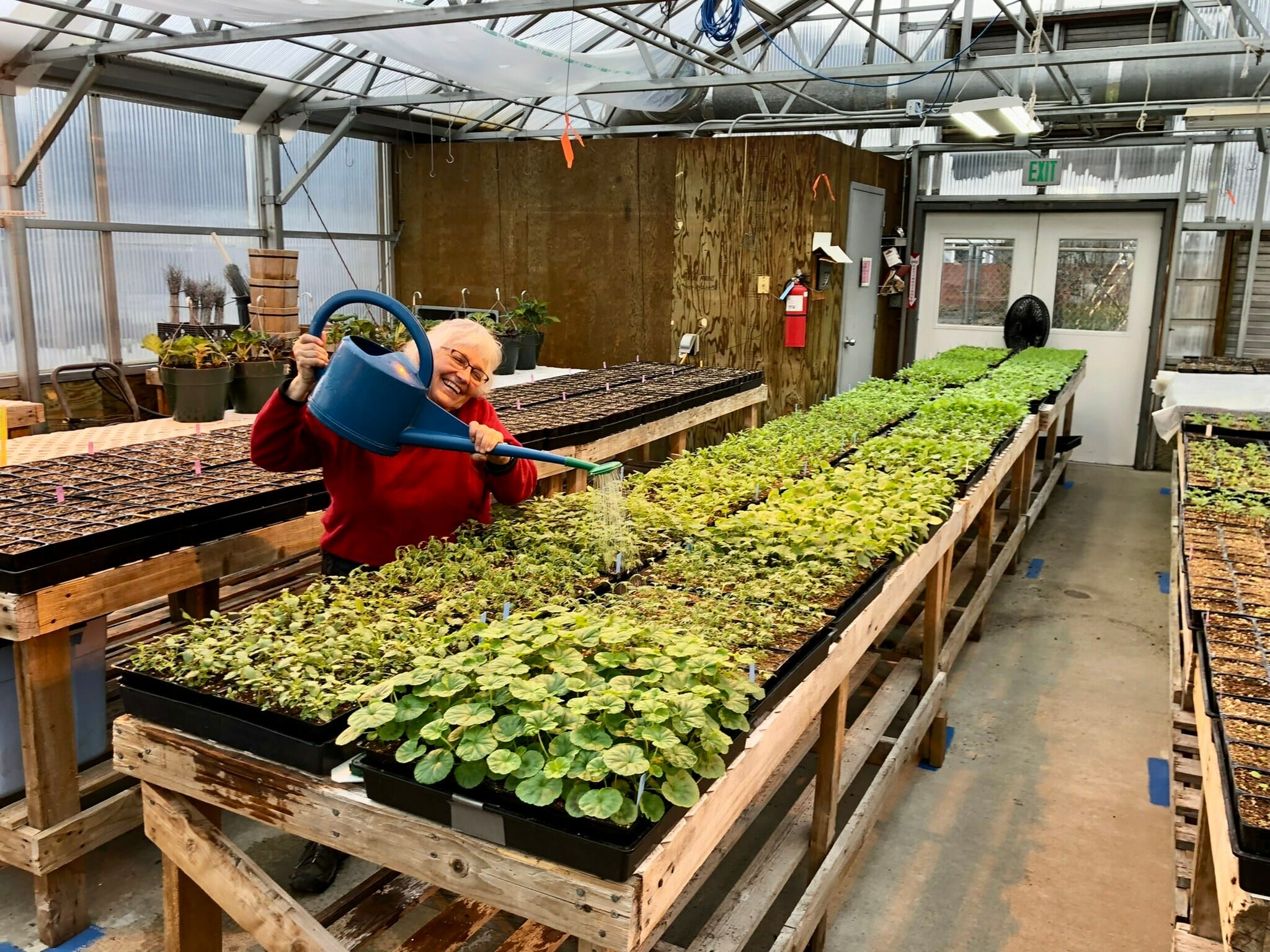 Greenhouse Carol