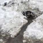 Photo of storm drain blocked by snow