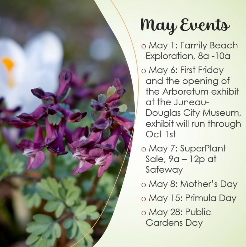 May Events: May 1 Family Beach Exploration 8-10 a.m.; May 6 First Friday and the opening of the Arboretum exhibit at the Juneau Douglas City Museum, exhibit will run through October 1; May 7 SuperPlant Sale 9 a.m. to 12 p.m. at Safeway; May 8 Mother's Day; May 15 Primula Day; May 28 Public Gardens Day