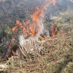 image of grass burning