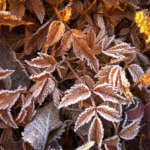 Photo of fallen leaves edged with frost