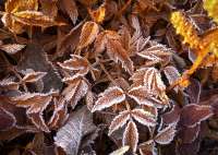 Photo of fallen leaves edged with frost