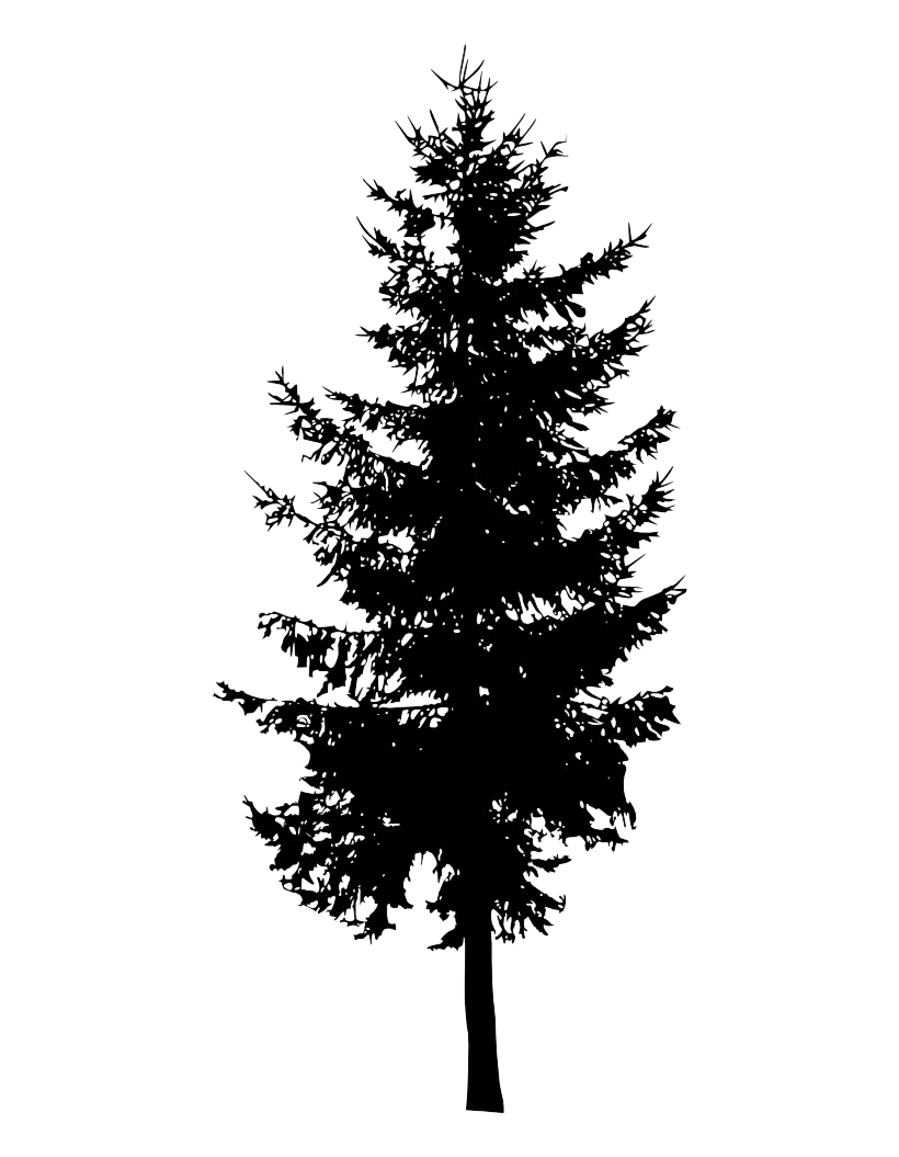 Spruce Tree Spruce Tree