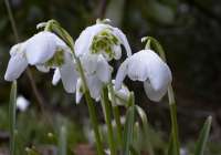 Closeup photo of snowdrops at JOA