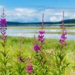 Photo of fireweed against wetlands backdrop