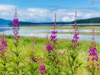 Photo of fireweed against wetlands backdrop