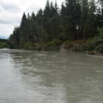 Photo of Mendenhall River showing toppled trees on eroded bank