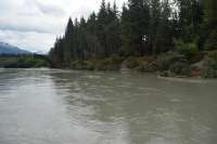 Photo of Mendenhall River showing toppled trees on eroded bank