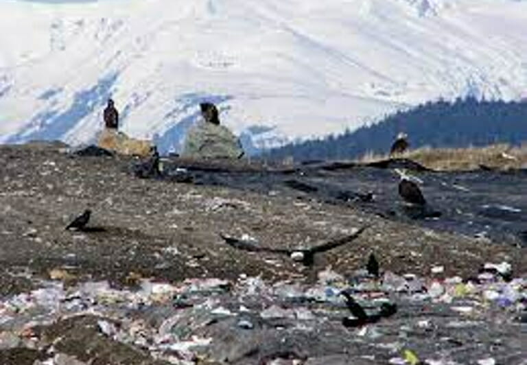 Eagles at the landfill.