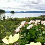 View over the water with pale pink and yellow peonies in the foreground