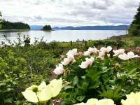 View over the water with pale pink and yellow peonies in the foreground