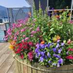 Photo of colorful flowers in a large pot on the Marine Park boardwalk