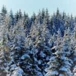 Photo of spruce trees covered in snow