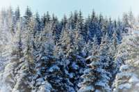 Photo of spruce trees covered in snow