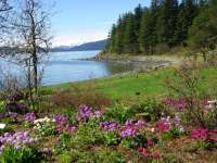 View of shoreline from JOA grounds with purple flowers in foreground