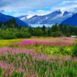 Photo of fireweed field against backdrop of Mendenhall Glacier