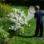 Photo of young child standing beside white flowers holding large insect net