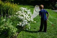 Photo of young child standing beside white flowers holding large insect net