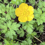 Closeup photo of small yellow ranunculus flower