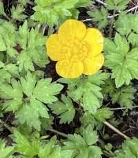 Closeup photo of small yellow ranunculus flower